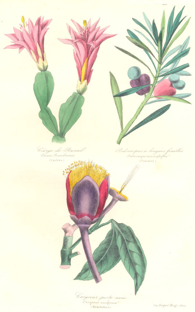 BOTANICALS. Cereus russelianus; podocarpus macrophylla; caryocar nuciferum 1852